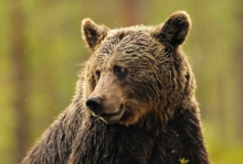 Из-за нашествия медведей в Приморье детям запретили выходить на улицу