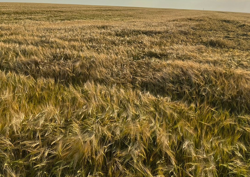 Президент Российского зернового союза назвал причины, тормозящие развитие отечественного АПК