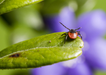 Россиянам рассказали, можно ли самостоятельно удалить клеща
