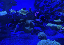 Медуз могут использовать в пищевой и строительной промышленности