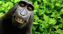 В США просят признать селфи, сделанное обезьяной, интеллектуальной собственностью животного