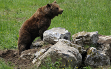 В Финляндии медведь сорвал военные учения 