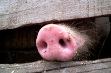 Крымчане обратились к Президенту РФ с просьбой отменить карантин из-за чумы свиней
