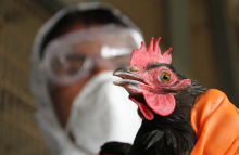 Роспотребнадзор подтвердил вспышку птичьего гриппа в Подмосковье