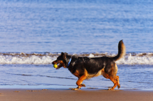 В Подмосковье могут появиться пляжи для собак