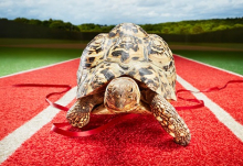 Книга рекордов Гиннеса определила самую быструю черепаху в мире