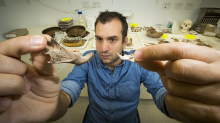 Ученые обнаружили останки крыс размером с собаку