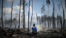 Коррупция и халатность – основные причины лесных пожаров?
