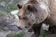 В камчатском Елизово медведь забрел на городской рынок 