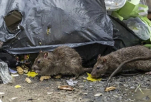 Жители домов в центре Москвы страдают от нашествия крыс, обитающих в заброшенных корпусах городской больницы