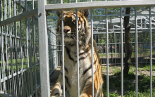 СК проводит проверку по факту нападения тигра на школьницу в барнаульском зоопарке
