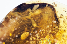 В Бирме найден янтарь c фрагментами крыльев птиц эпохи динозавров