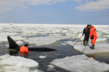 На Сахалине спасли косаток, зажатых льдами