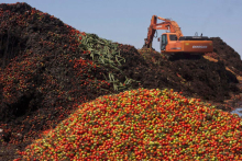Более 17 тысяч тонн санкционной продукции уничтожено Россельхознадзором 