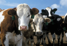 Регионы РФ получат 30 млрд рублей на мясное скотоводство и животноводство