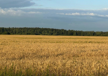 Россия возобновит зерновую сделку? Прогнозы политологов