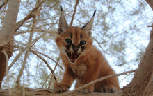В новосибирском зоопарке кошки выкормили детенышей сервала и каракала