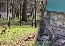 В Измайловском парке замечены лисы