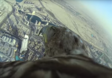 Земля с высоты птичьего полета: в сети появилось видео, снятое на камеру, закрепленной на спине орла