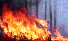  Гринпис: данные по лесным пожарам в России занижены в шесть раз