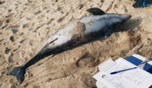 Ученые: дельфины в Черном море на грани исчезновения 