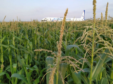 ЧП с жесткой посадкой А321 в кукурузном поле не затруднило движение в районе Жуковского