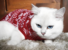 Кот с «идеально» голубыми глазами покорил Интернет