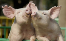 В Великобритании разрешат выращивать донорские органы внутри животных