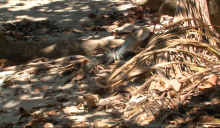 Помимо снега и дождя, на жителей Флориды выпадают игуаны 