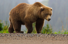 В Алтайском крае проснулись медведи