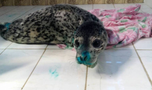 Неизвестные избили детеныша тюленя в Приморском крае