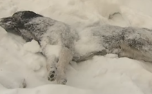 В Екатеринбурге возле трассы нашли около 20 мертвых собак