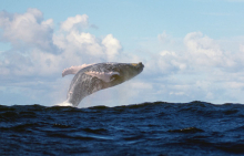 У берегов Японии пассажирский паром дрейфует из-за столкновения с китом