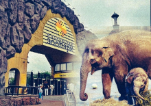 В Москве предложили закрыть городской зоопарк