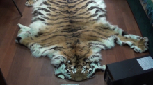 В Приморье возбуждено уголовное дело по факту незаконной добычи шкуры амурского тигра