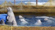 Часть косаток и белух из «китовой тюрьмы» могут отправить в океанариумы