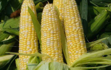 Россия вводит запрет на ввоз кукурузы и сои из США с 15 февраля