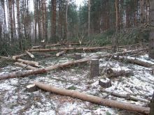 Россияне выступили за ужесточение госконтроля над вырубкой лесов