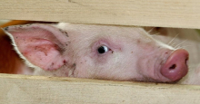 В Россию вернулась африканская чума свиней?