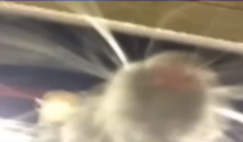 В метро Нью-Йорка крыса сделала селфи на телефон уснувшего пассажира