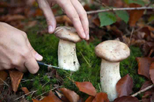 Жительница Польши случайно зарезалась, собирая грибы