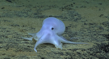В Тихом океане найден осьминог-призрак