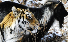В Instagram появилась страничка, посвященная тигру Амуру и козлу Тимуру