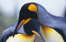  Пингвинов-геев выгнали из Берлинского зоопарка