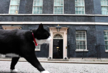МИД Великобритании запретил сотрудникам кормить местного кота-мышелова
