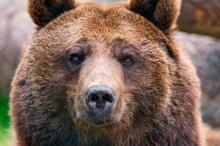 В Хабаровске сотрудники полиции застрелили медведя 