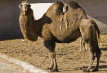 В Китае спасают редкий вид двугорбых верблюдов