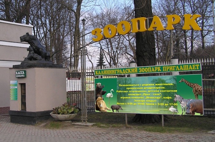 В зоопарке Калининграда два кенгуру погибли после нападения собак