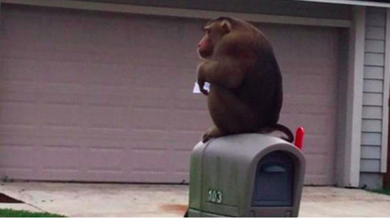 В США полицейские задержали обезьяну, поедавшую письма из почтовых ящиков