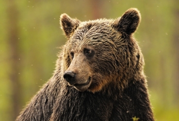 Из-за нашествия медведей в Приморье детям запретили выходить на улицу
